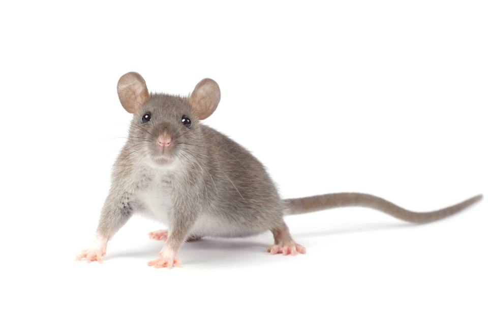 Invasive Pest Control