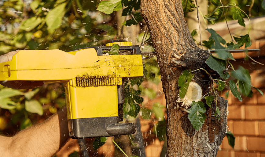 TREE TRIMMING