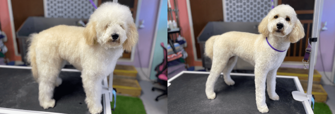 Hot Dogs and Cool Cats