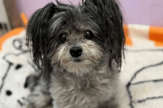 Hot Dogs and Cool Cats