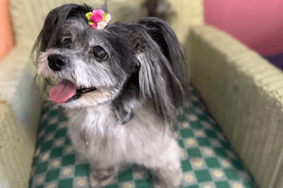 Hot Dogs and Cool Cats