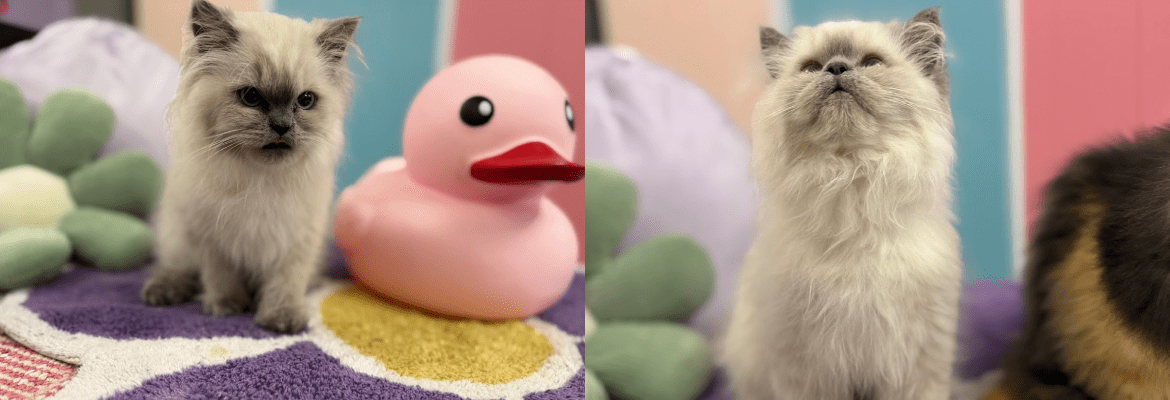 Hot Dogs and Cool Cats