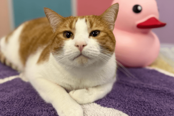 Hot Dogs and Cool Cats