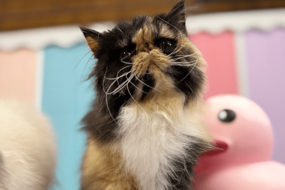 Hot Dogs and Cool Cats