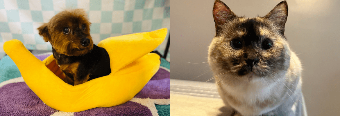 Hot Dogs and Cool Cats