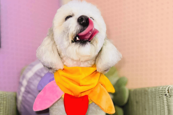 Hot Dogs and Cool Cats