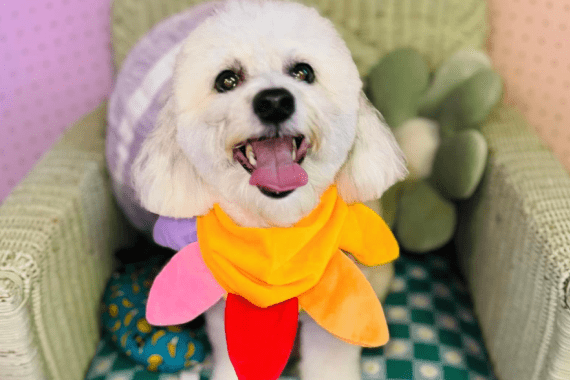 Hot Dogs and Cool Cats