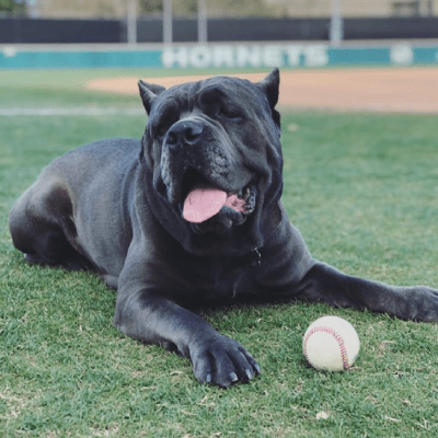 PRIVATE DOG TRAINING