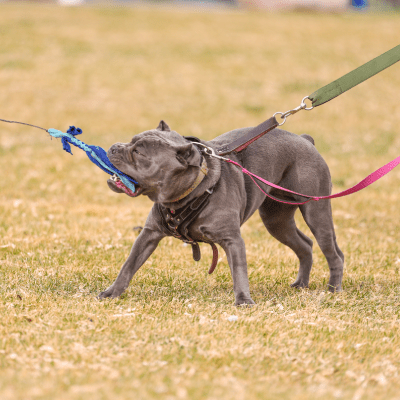 AGGRESSIVE DOG TRAINING