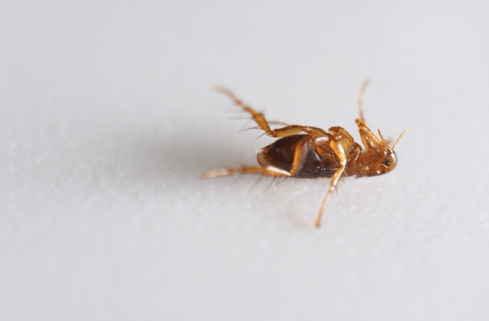 Invasive Pest Control