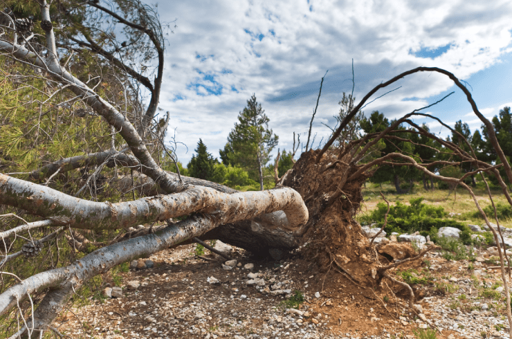 Wilson Tree & Stump Removal