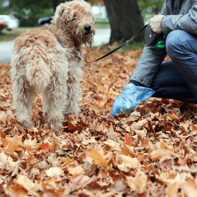COMMERCIAL POOP REMOVAL