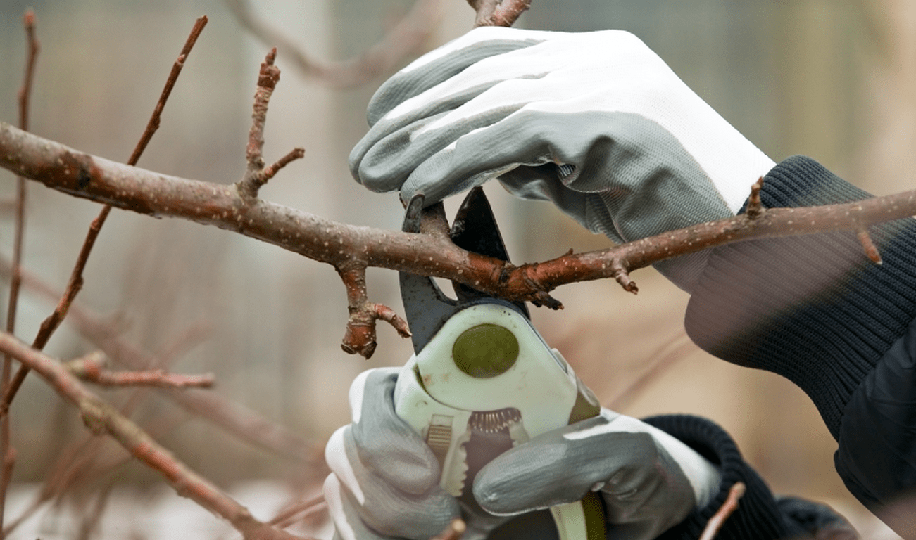 TREE TRIMMING