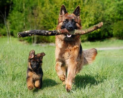 3-ACRE AGILITY & PLAY AREA