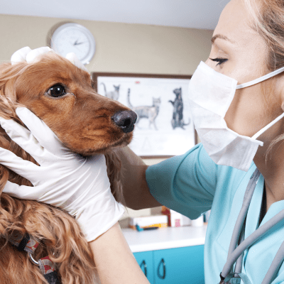 WELLNESS EXAMS AND VACCINATIONS