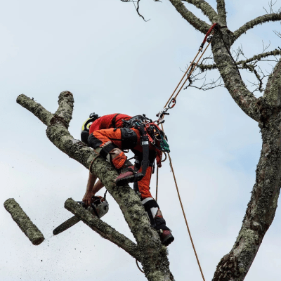 TREE REMOVAL
