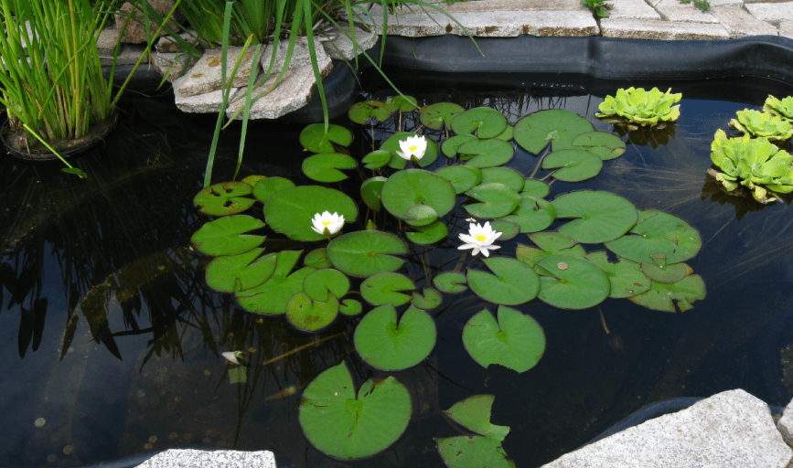 RETENTION POND MAINTENANCE