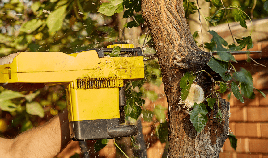 TREE TRIMMING
