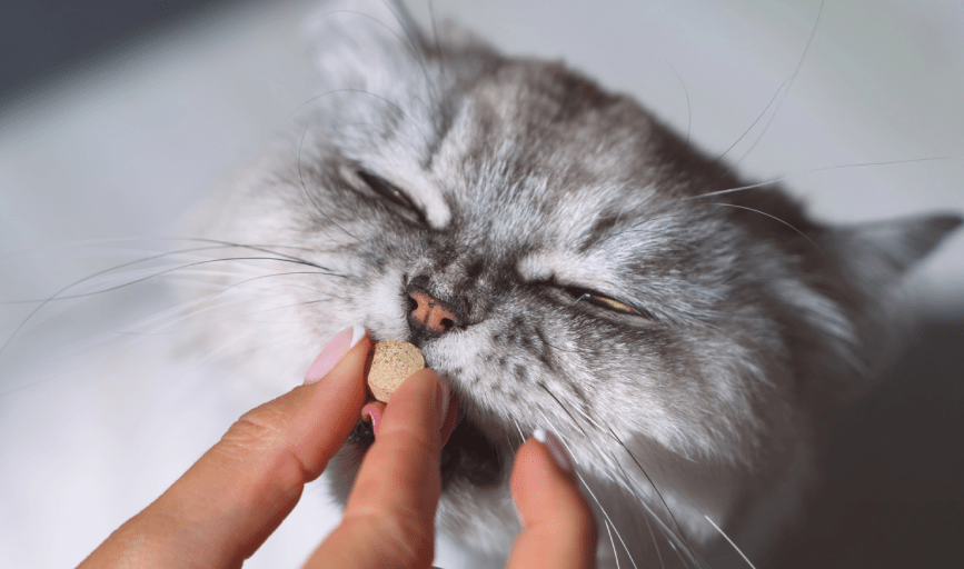 PET ORAL MEDICATION