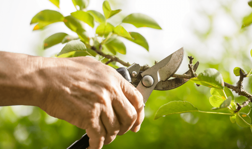 TREE TRIMMING