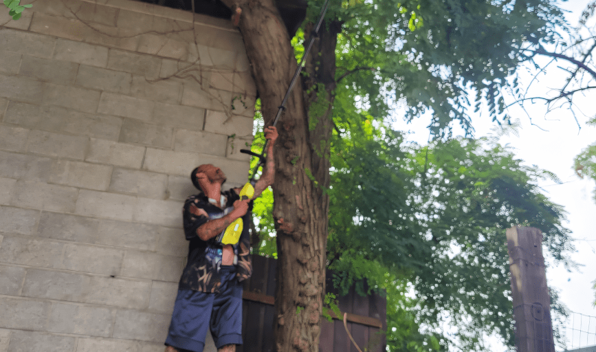 TREE SERVICES
