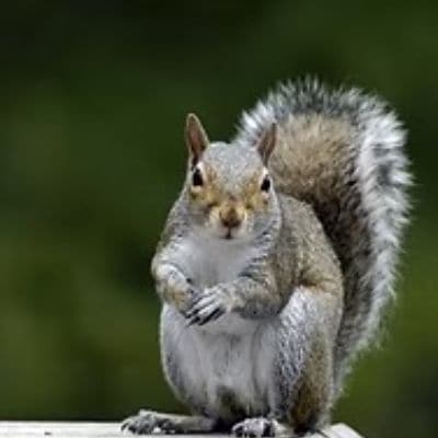 SQUIRREL REMOVAL