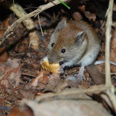 MOUSE REMOVAL