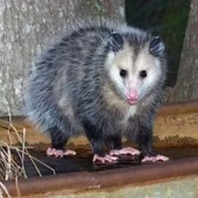 RACCOON REMOVAL