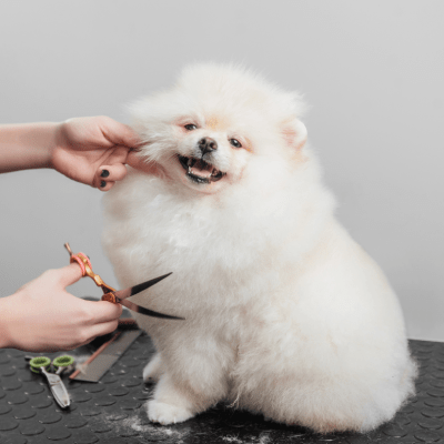 PUPPY GROOMING
