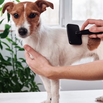 DOG DESHEDDING SERVICES