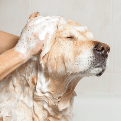 DOG DEMATTING SERVICES