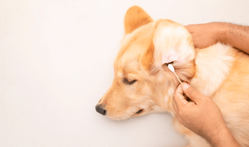 PET EAR CLEANING