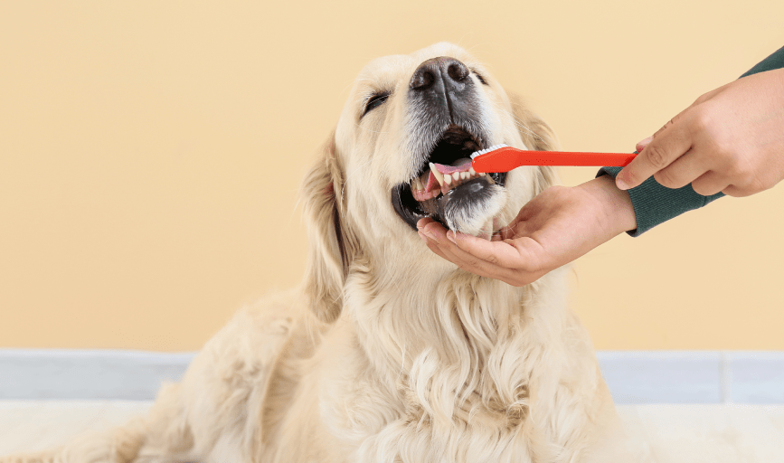 PET TEETH BRUSHING