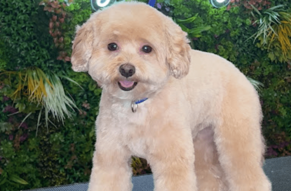 FULL SERVICE PET GROOMING