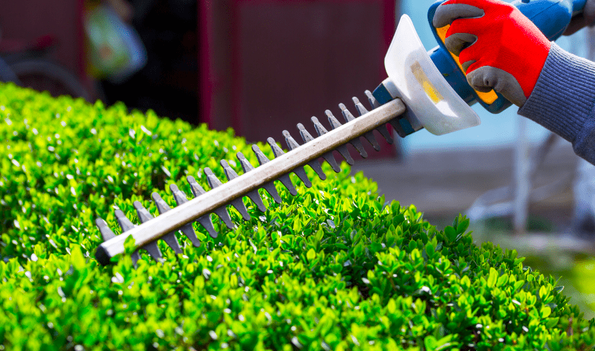 HEDGE TRIMMING