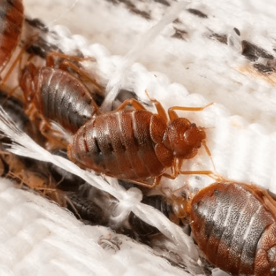 BED BUG REMOVAL