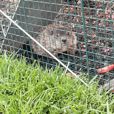 RODENT CONTROL