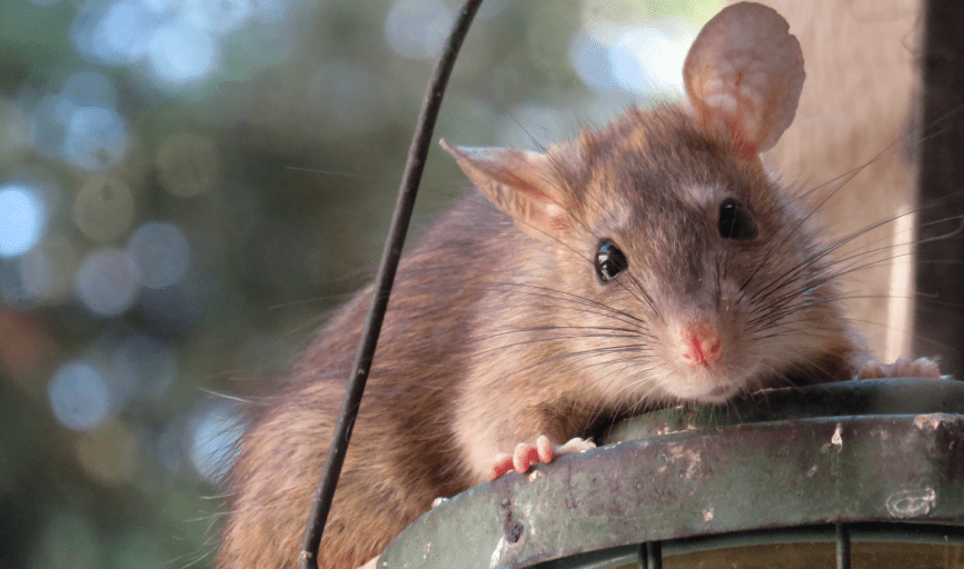 RODENT CONTROL
