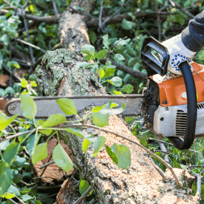 TREE REMOVAL