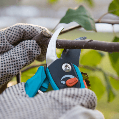 TREE PRUNING