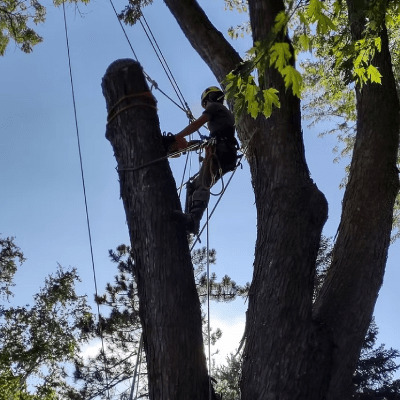 EMERGENCY TREE SERVICE
