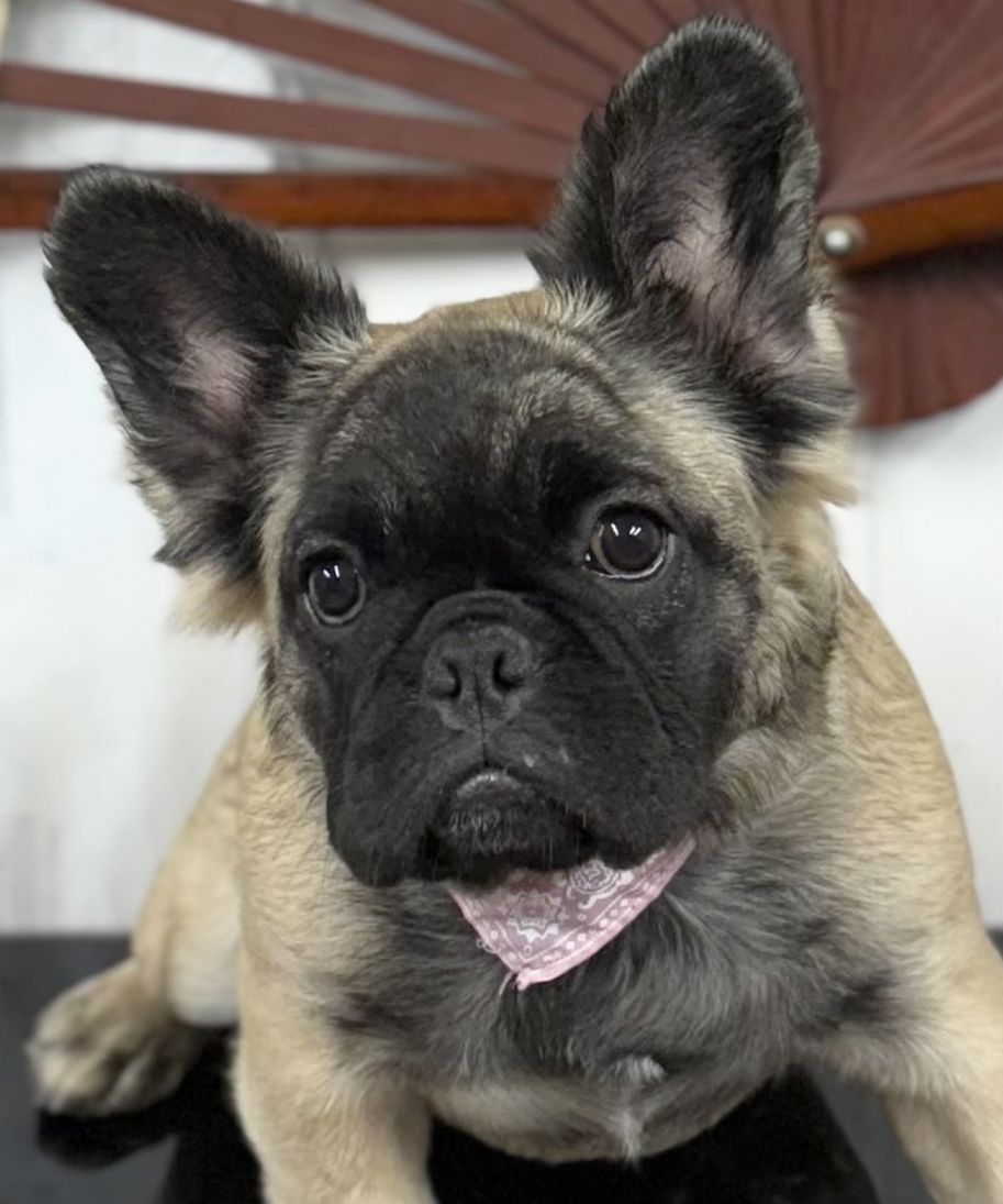 French Bulldog 07