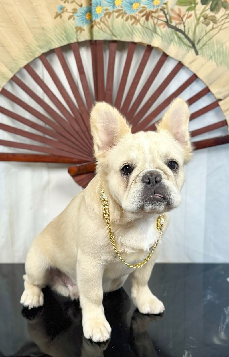 French Bulldog 08