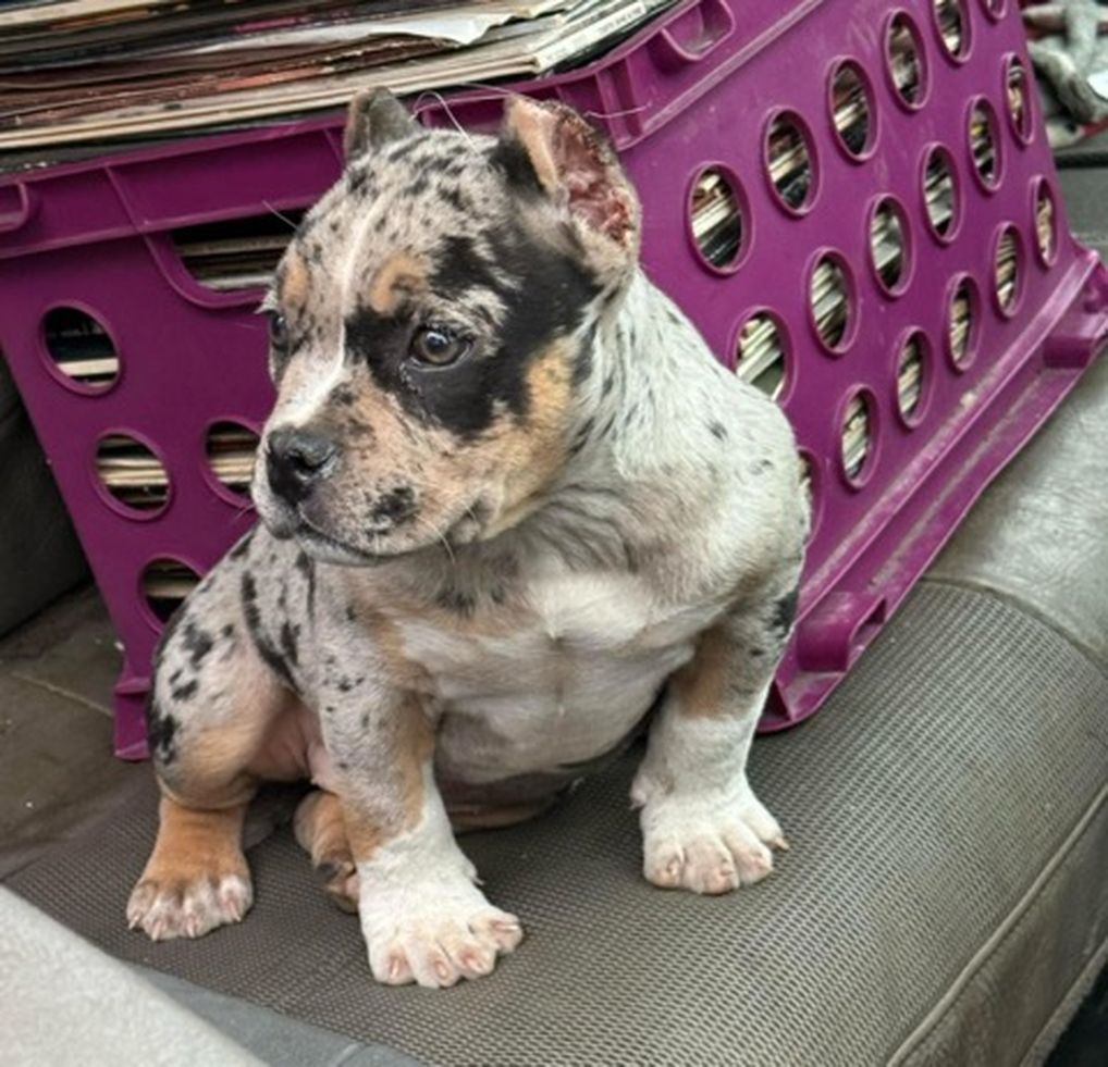 Blue Merle Puppy 07