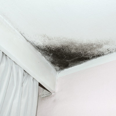 MOLD REMEDIATION