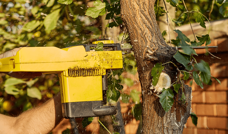 TREE TRIMMING