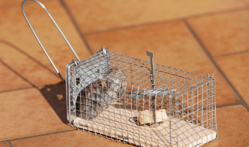 RODENT CONTROL