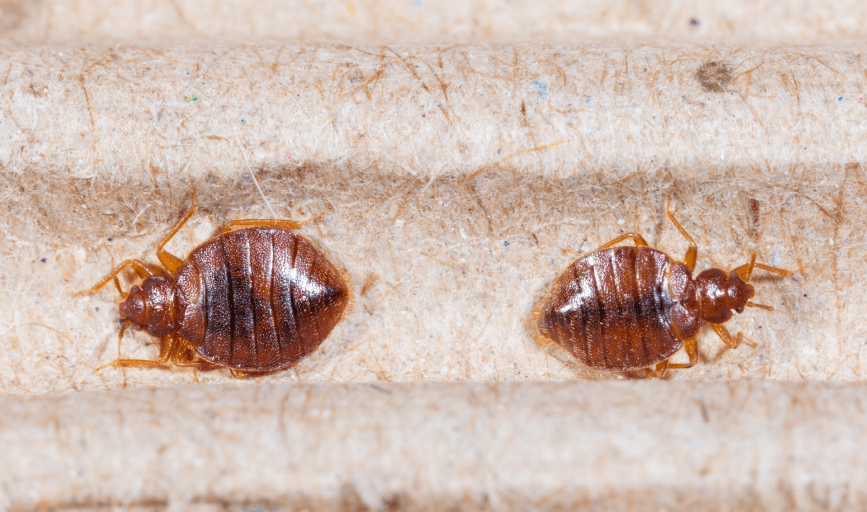 BED BUG CONTROL