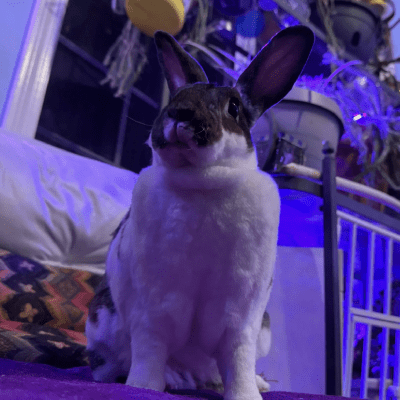 OVERNIGHT PET SITTING