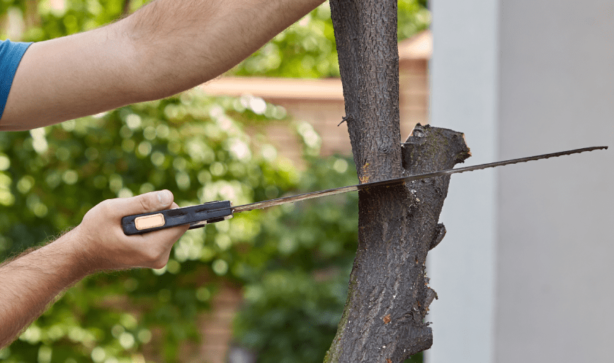 TREE TRIMMING